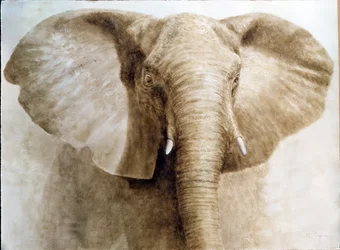 Éléphant, 2004
